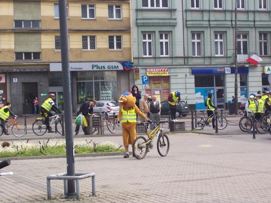 bóbr dąbrowiak na roerze