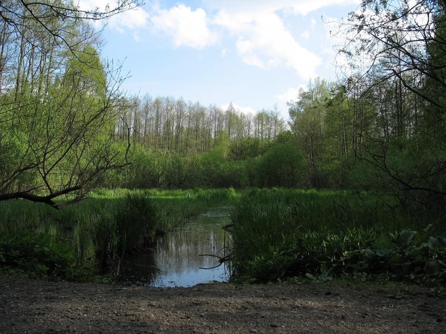 Rezerwat Łosiowe Błota
