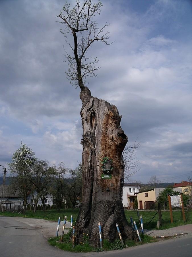 Stary dąb