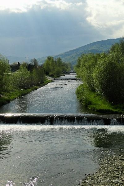 Żylica