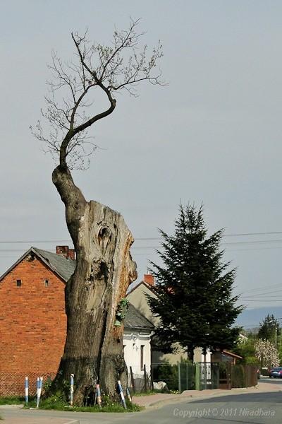 dąb w Rybarzowicach