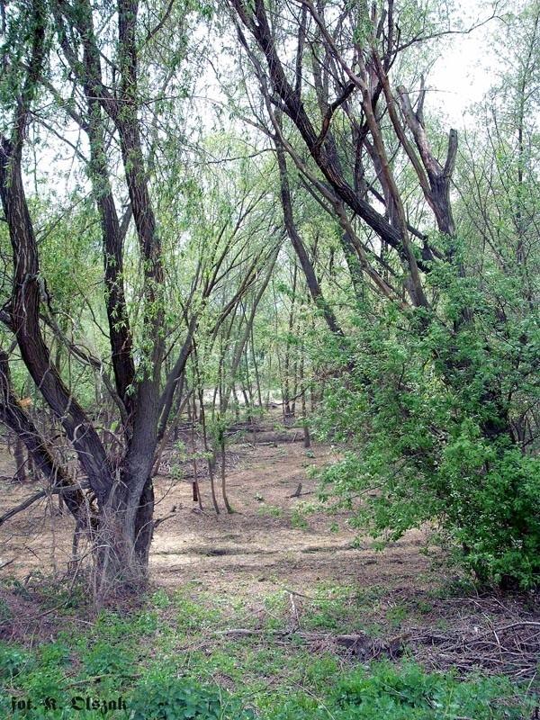 Nad Wisła