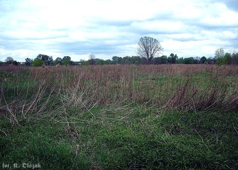 Górne łąki