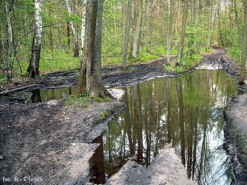 Wieczna kałuża