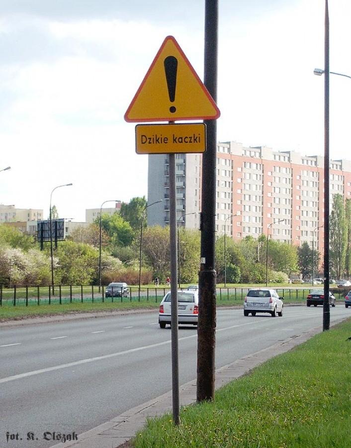 Dzikie kaczki