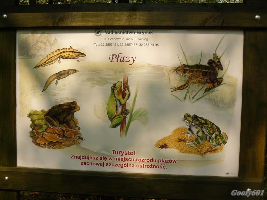 Płazy ;)