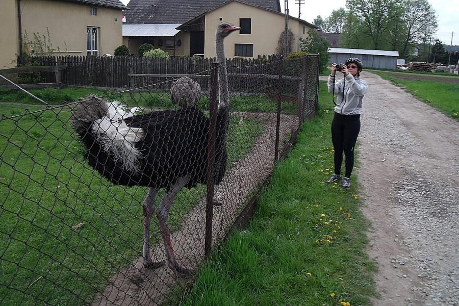 A może to duże kury?