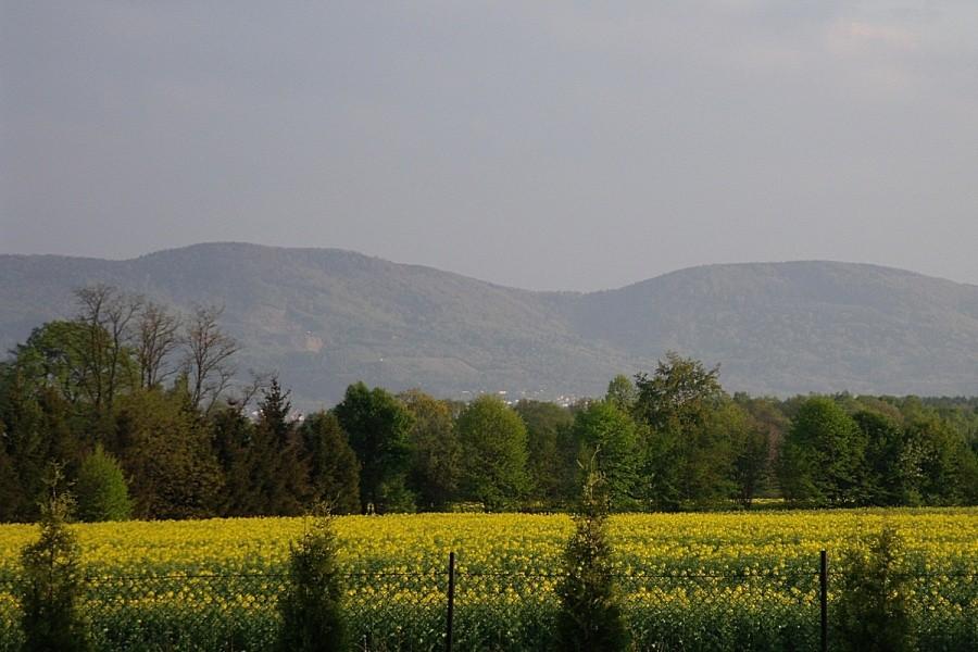 Widoczek
