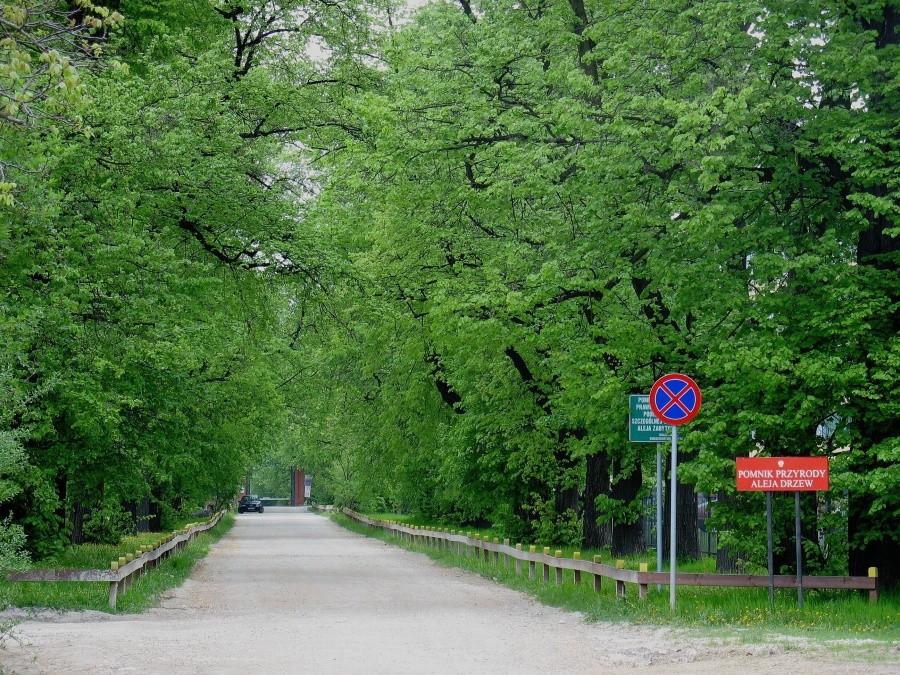 Zbarska Aleja Lipowa
