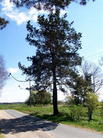Drzewo przy trasie rowerowej na wyspie Uznam.