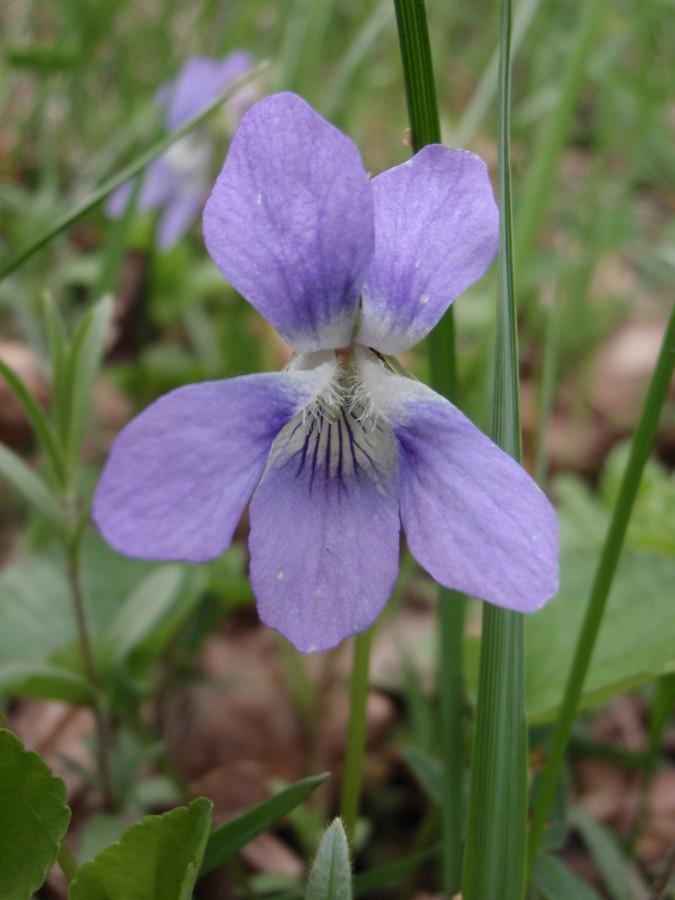 Fiołek