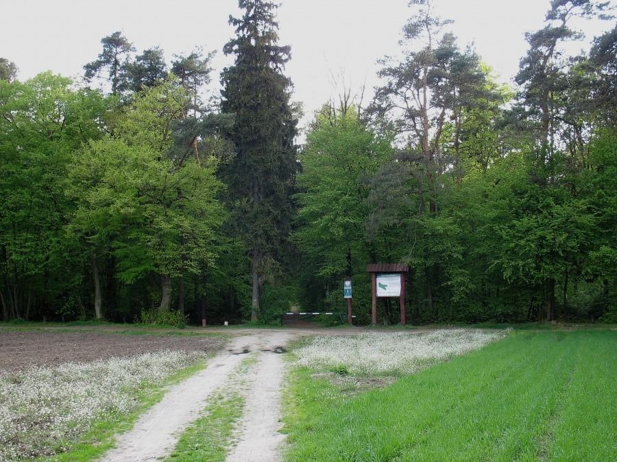 Las Kabacki - droga przez pola