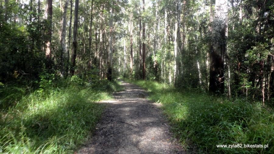 Multi-use trail w Tewantin Forest