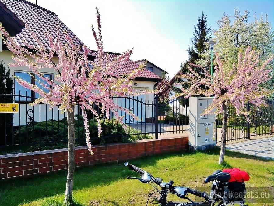 Wiosenny widoczek.