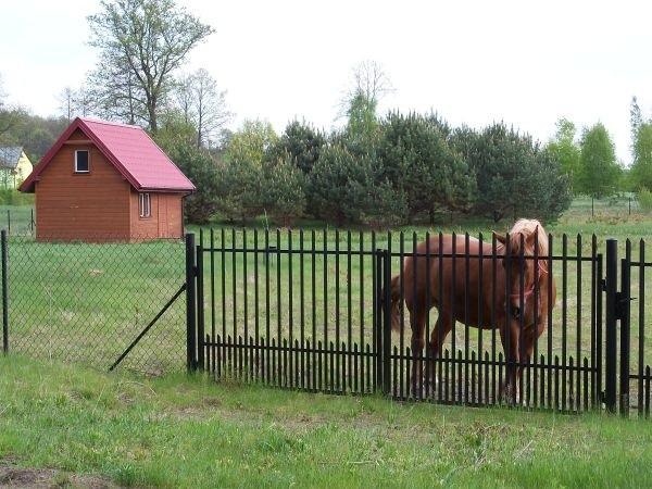 Nieśmiały koń-stróż :)