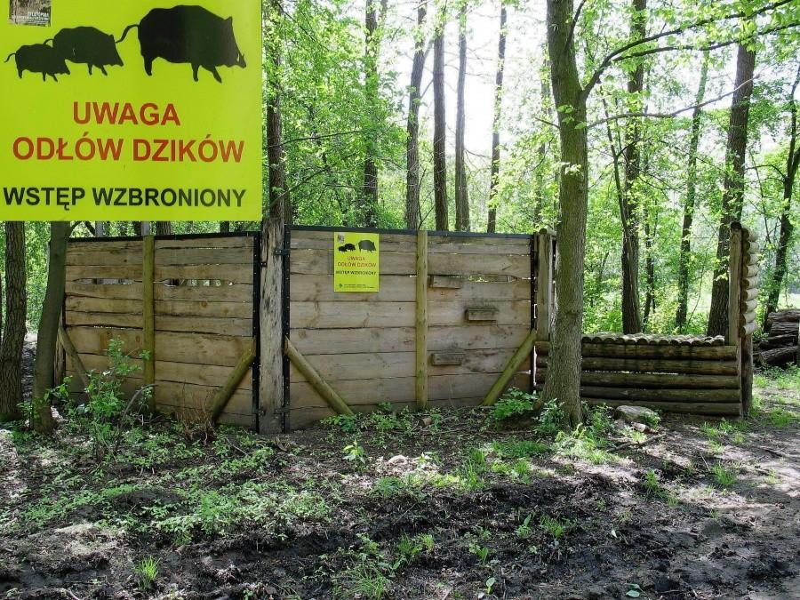 Odłownia dzików