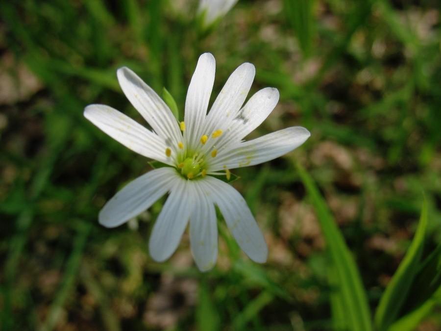 Gwiazdnica wielokwiatowa