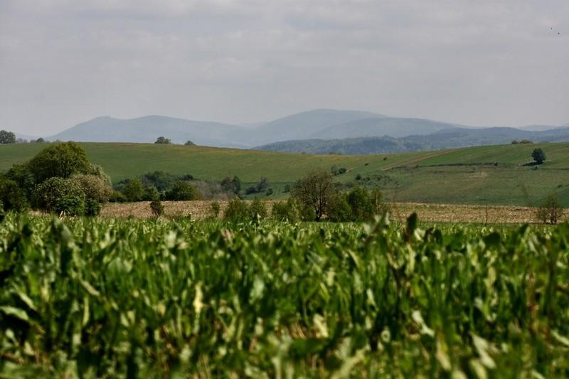 Buraczane górki.
