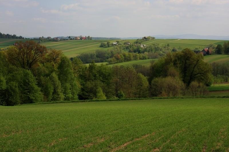 Wszędzie wiosna.