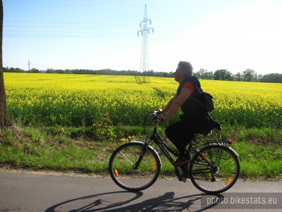 na pętli rzepaku jest dużo