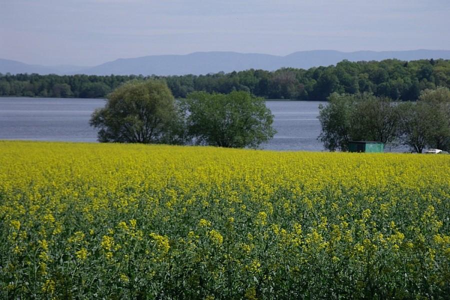 Żółto wszędzie