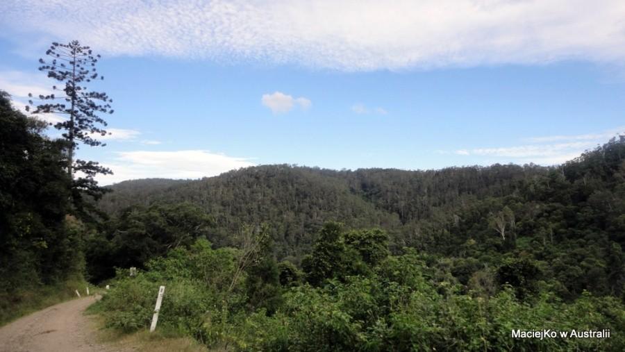Brisbane Forest