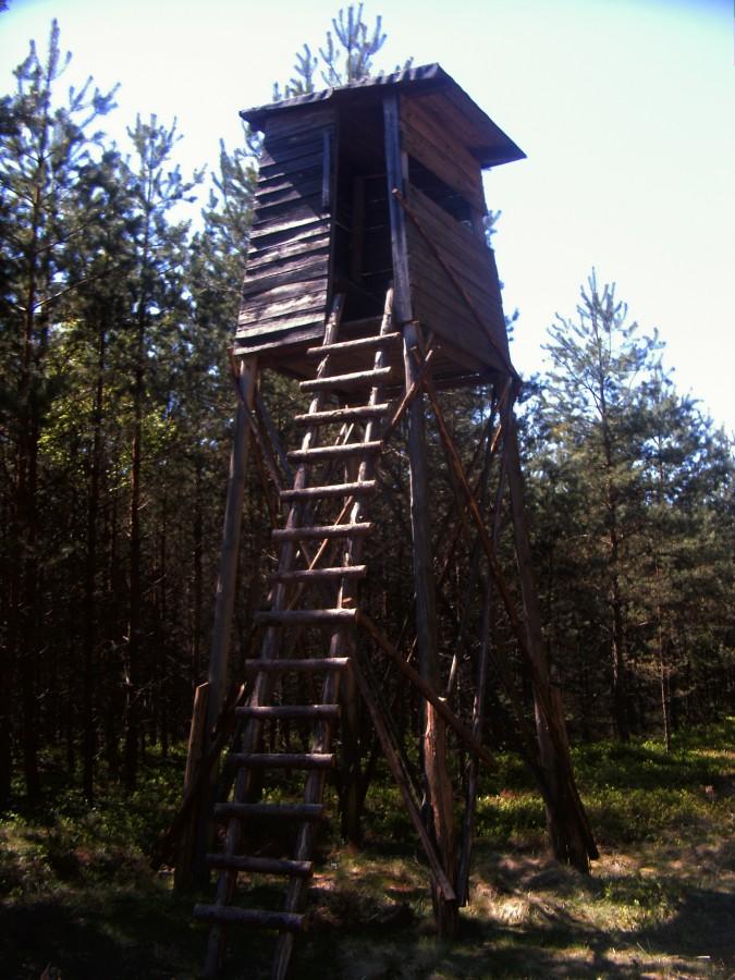 ambona gdzieś w lesie