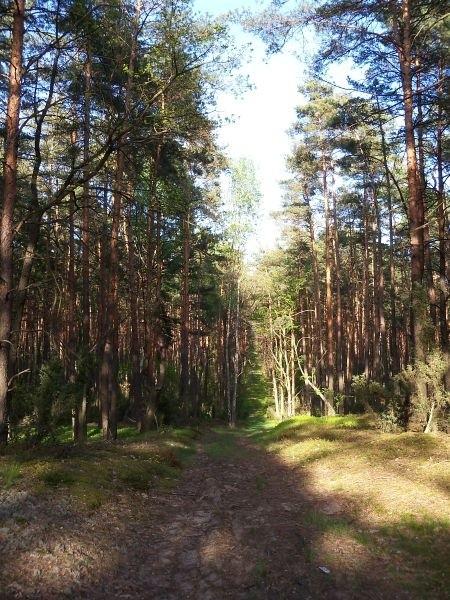 Droga koło Pamiątkowej Góry