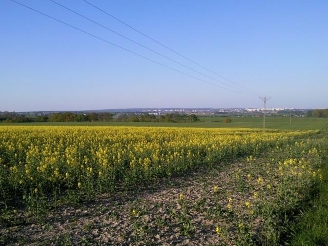 Żółte kwiatki i widok na Szczecin