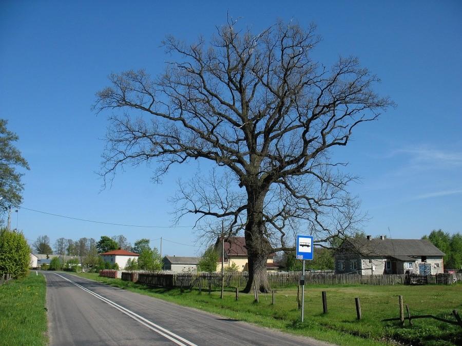 Sobienki