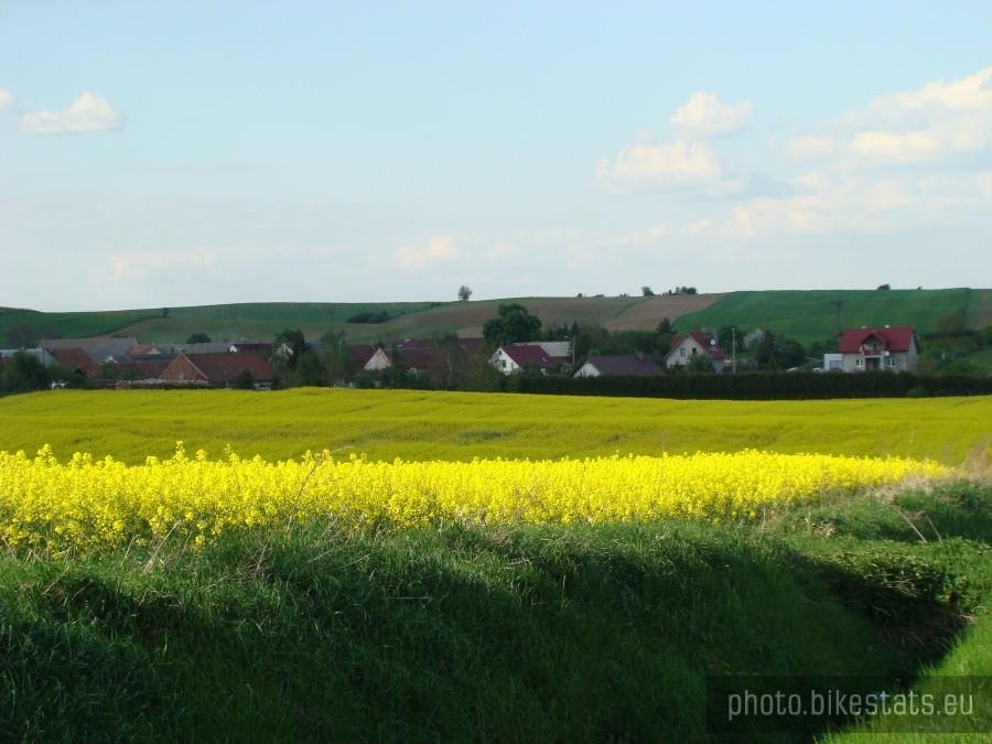 Ogorzelec