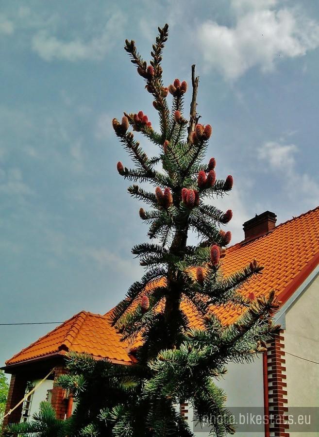 Kwitnący świerk Syberyjski.
