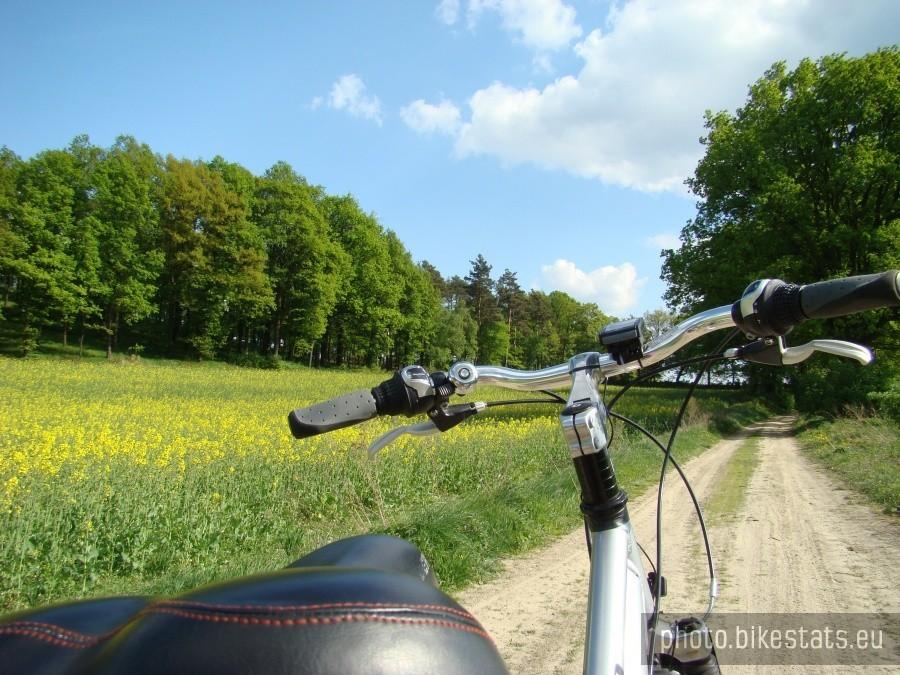 Rzepakowa droga do Kurowa Małego.