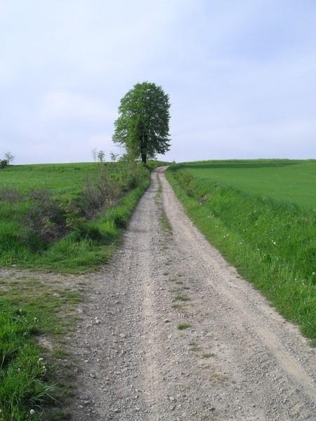 Żółty szlak z Jankowej