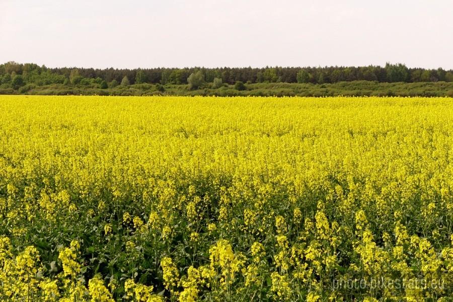 Piękne polskie żółte pola