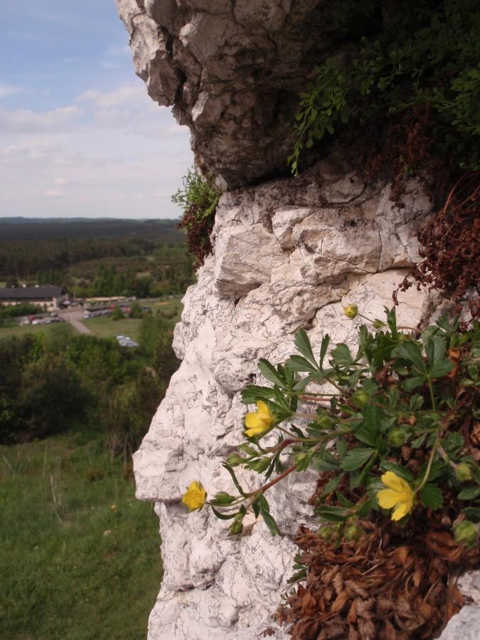 Widok na parking w Rzędkowicach