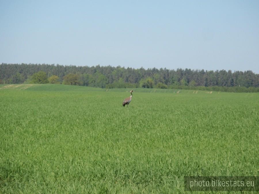 Czapla