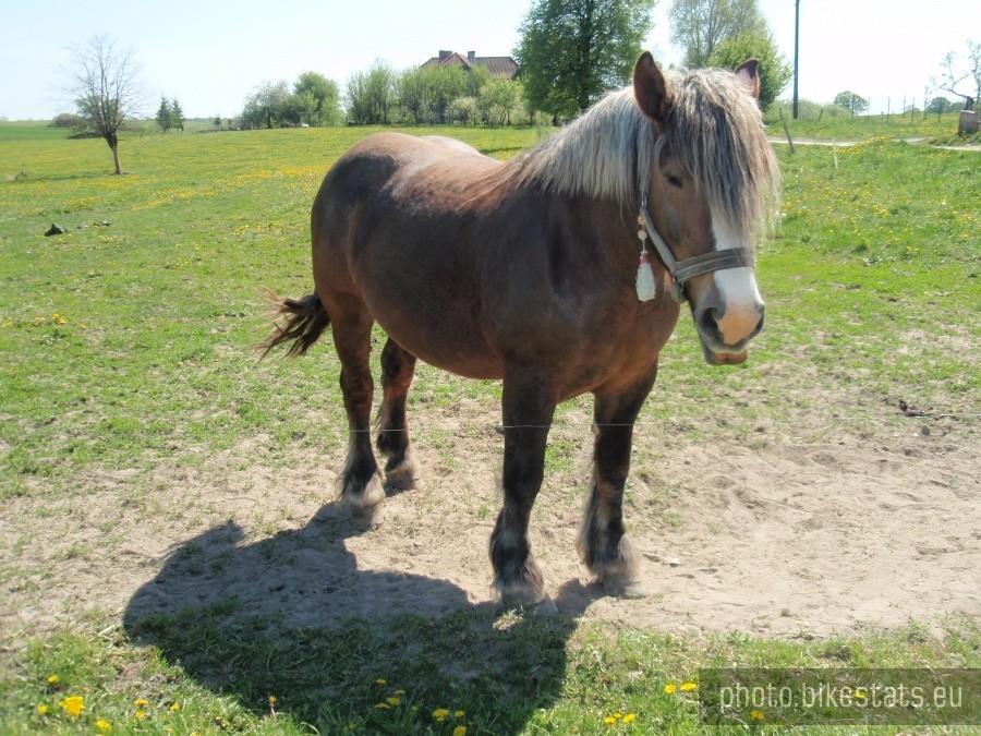 Bardzo fajny koń :)