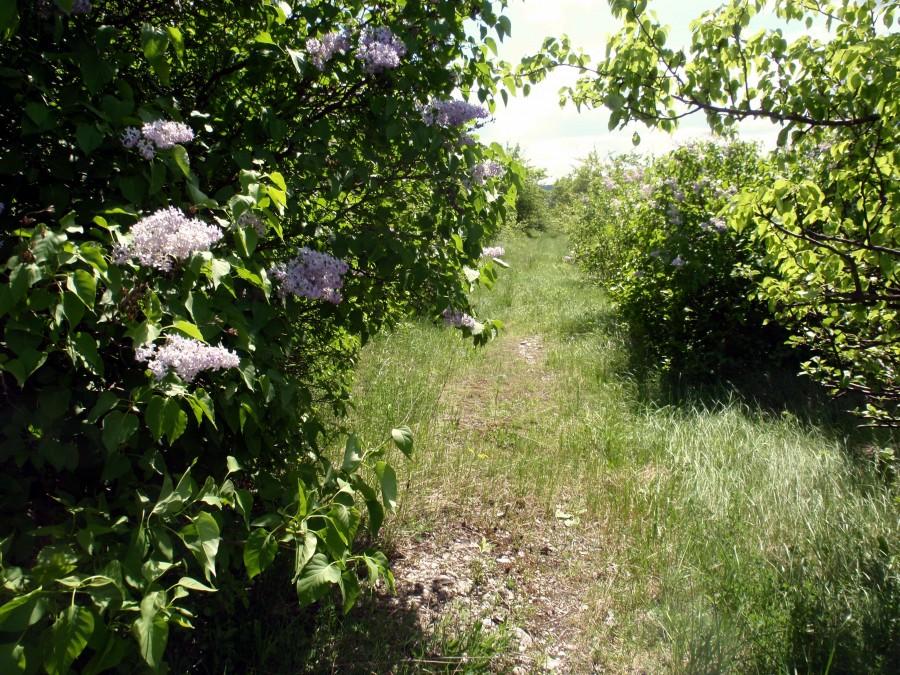 Wśród bzów