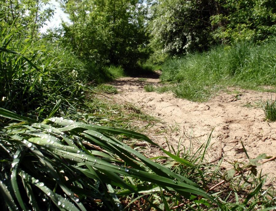 Mokre trawy i suchy piach