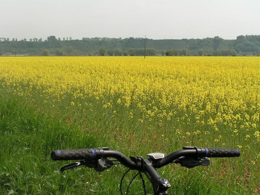 Zapach kwitnącego rzepaku i bzu towarzyszył przez całą drogę