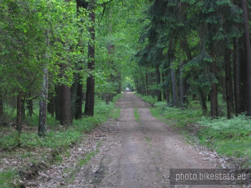 Droga leśna w Puszczy Zielonka.