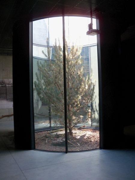 Drzewo w muzeum