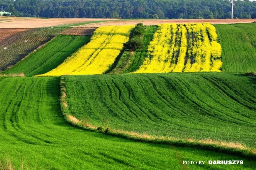 Przełajka - Istna wiosna