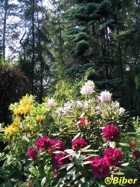 Ogród botaniczny - Bujaków
