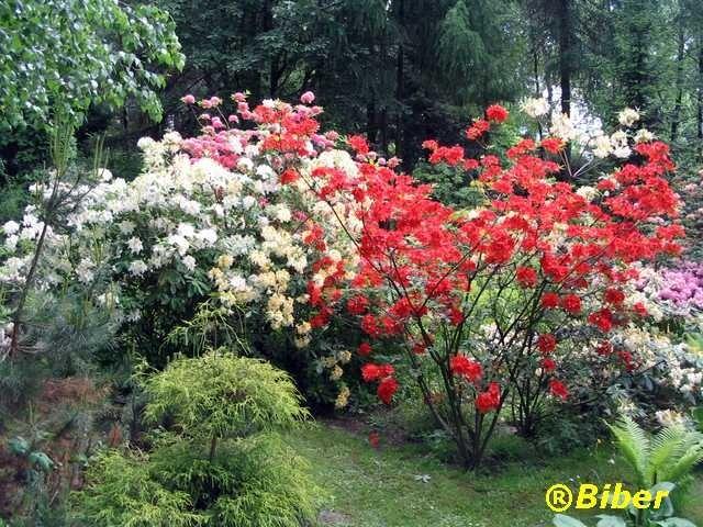 Ogród botaniczny - Bujaków