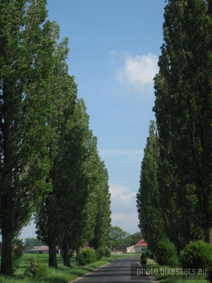 Aleja topolowa.