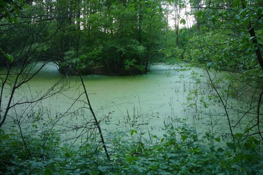 Jeziorko Opaleń w Kampinosie