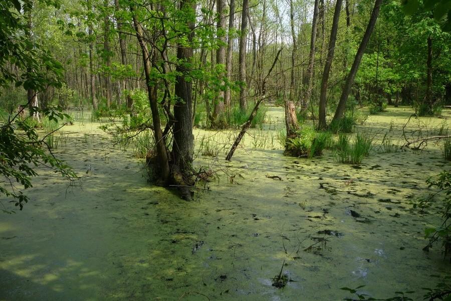 Rezerwat ścisły Sieraków