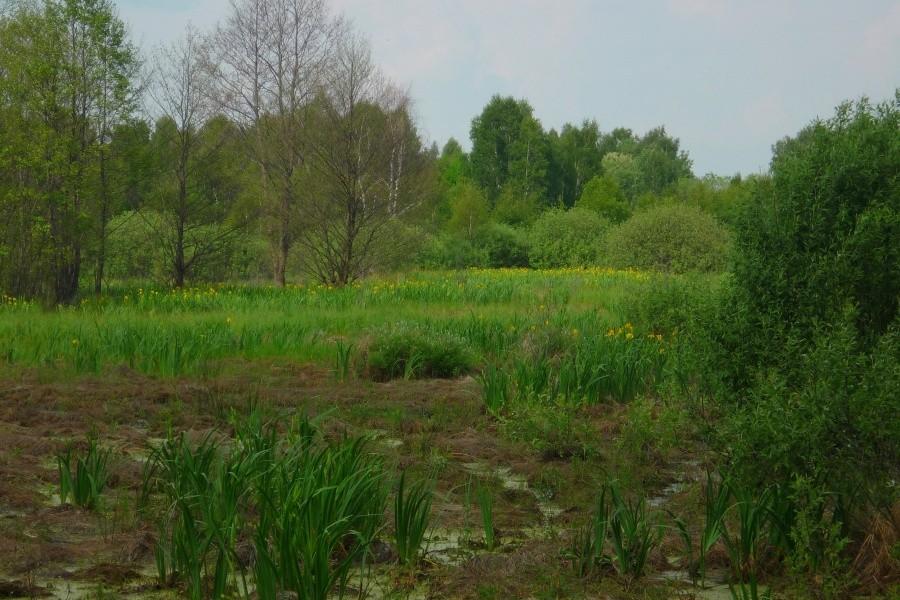 Rezrwat ścisły Sieraków